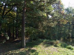 2006 : Výpusť rybníka Jan (před úklidem)